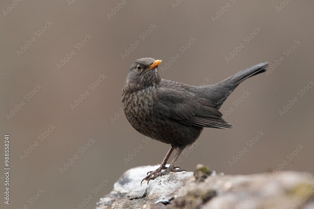 Common blackbird perched on a stone in natural setting Common blackbird perched on a stone in natural setting
