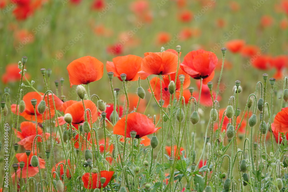 Fototapeta premium Klatschmohn