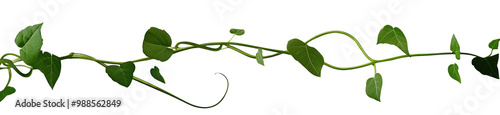 Vine plant, green leaves on transparent background