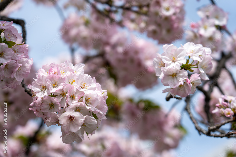Naklejka premium 【大阪】造幣局の桜の通り抜け / 【Osaka】Osaka Mint Bureau Cherry Blossom Viewing