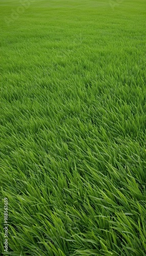 Obraz na płótnie field grass green background green grass background grass green texture field lawn golf abstract pattern nature meadow textured plant turf material summer garden spring football colours natural w salonie