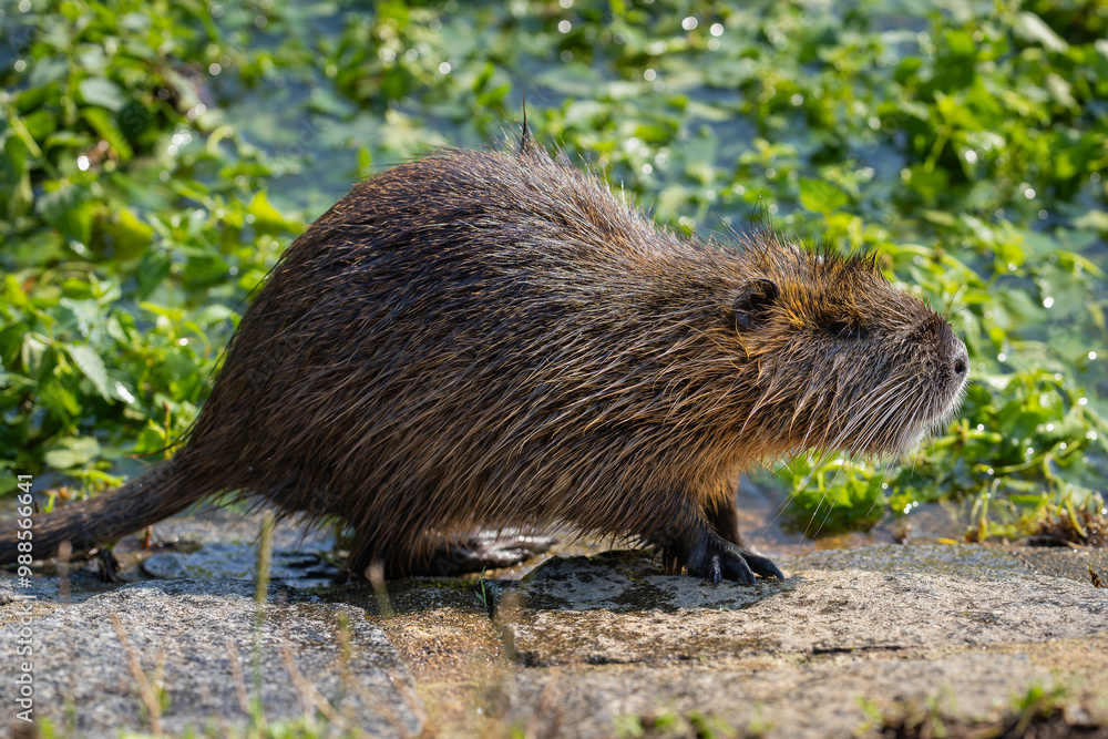Nutria (Myocastor coypus) on the banks of the Vltava river in Prague the capital of the Czech Republic. Urban animal. Bokeh background, selective focus with copy space for text Nutria (Myocastor coypus) on the banks of the Vltava river in Prague the capital of the Czech Republic. Urban animal. Bokeh background, selective focus with copy space for text