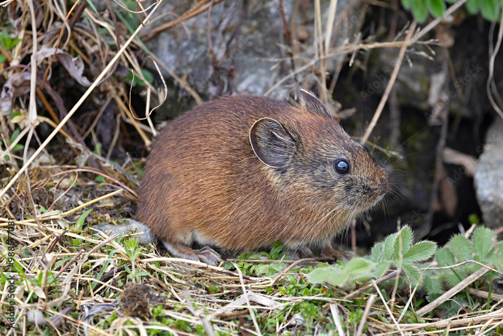 Sikkim Pika, Moupin Pika, Lungthung, Ochotona sikimaria, Sikkim, India Sikkim Pika, Moupin Pika, Lungthung, Ochotona sikimaria, Sikkim, India
