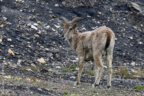 Bharal female, Blue Sheep, Pseudois nayaur, Ladakh, India photo