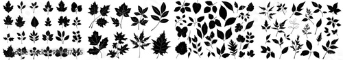 Nature and flora silhouette icons of tree leaves and seeds. Maple, birch, elm and chestnut, rowan berries and oak acorns, aspen and poplar sprouts.