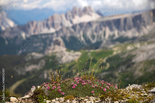 Closeup of blooming potentilla nitida, Dolomites, Italy photo