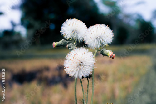 small white flowers that bloom beautifully