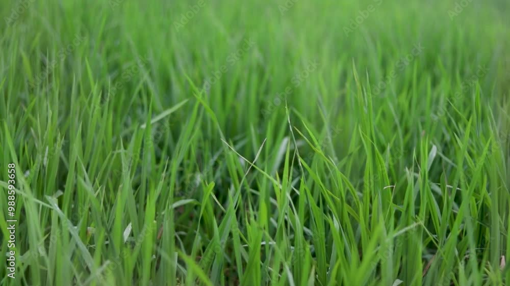 Green rice crops in the rice field flowing freely in the wind Green rice crops in the rice field flowing freely in the wind