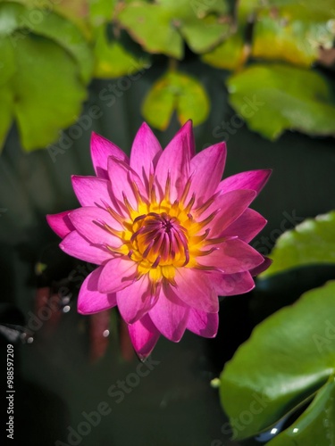 pink lotus flower