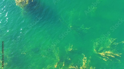 aerial lift up view of waterplants in green clear water