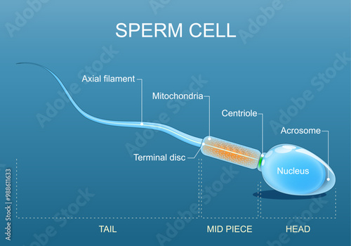 Sperm cell anatomy. Structure of Spermatozoa