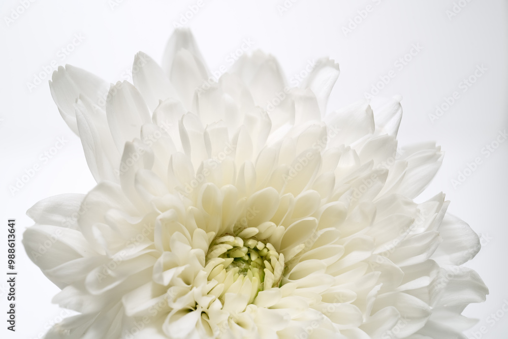 Obraz premium white chrysanthemum flower close up
