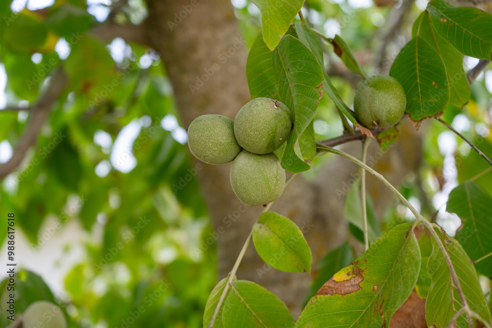 Close-up of unripe walnuts still in their green husks, hanging from a tree branch. The fresh nuts are growing on a walnut tree with vibrant green leaves in natural sunlight. Close-up of unripe walnuts still in their green husks, hanging from a tree branch. The fresh nuts are growing on a walnut tree with vibrant green leaves in natural sunlight.