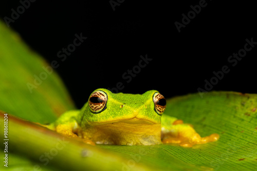 Photography Jayarami Bush Frog in the jungle of munnar hillstation in south india