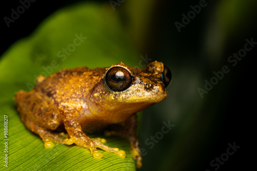 Photography Jayarami Bush Frog in the jungle of munnar hillstation in south india