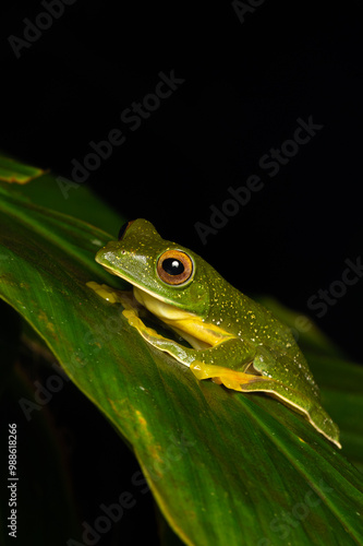 Photography Jayarami Bush Frog in the jungle of munnar hillstation in south india