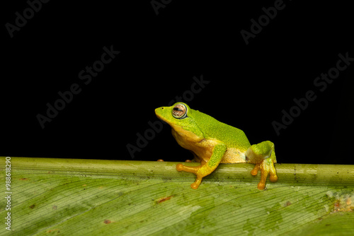 Canvas Print Jayarami Bush Frog in the jungle of munnar hillstation in south india