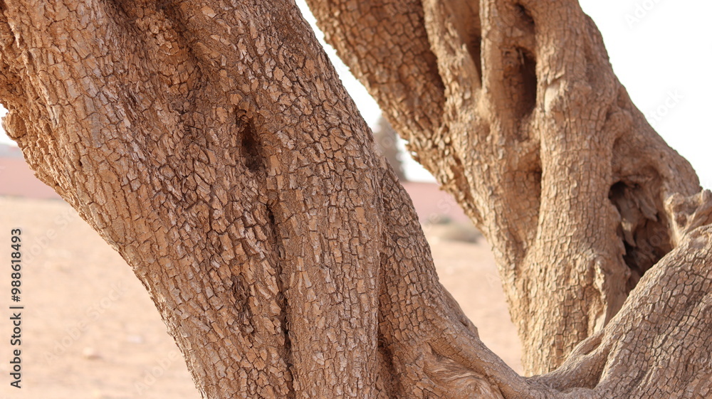 Obraz premium Argan Tree in Moroccan Landscape with Rough Bark and Arid Environment, Essential for Argan Oil Production, Argan Skincare, Argan Hair Oil, Argan Cosmetics, and Organic Argan Benefits 