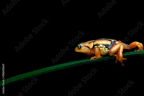 A Roarchestes resplendent frog shot in deep jungle in munnar in south india photo