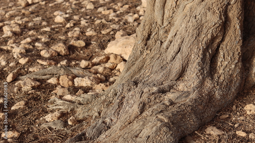 Argan Tree in Moroccan Landscape with Rough Bark and Arid Environment, Essential for Argan Oil Production, Argan Skincare, Argan Hair Oil, Argan Cosmetics, and Organic Argan Benefits
Argan Tree in Moroccan Landscape with Rough Bark and Arid Environment, Essential for Argan Oil Production, Argan Skincare, Argan Hair Oil, Argan Cosmetics, and Organic Argan Benefits
