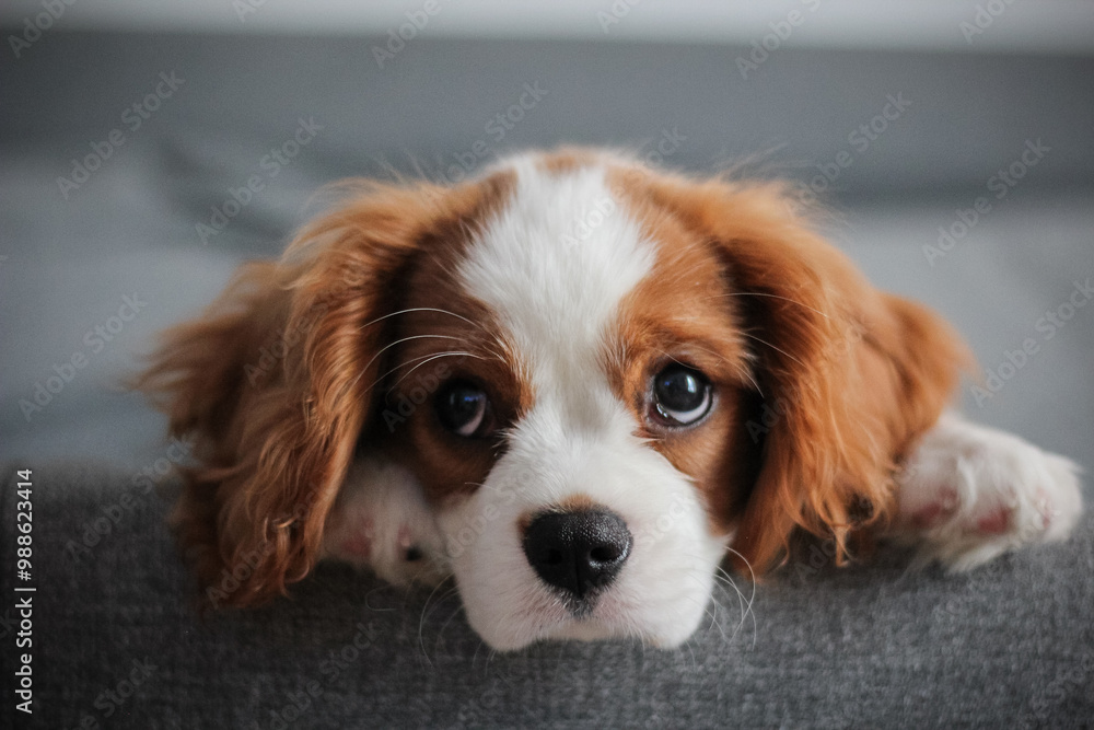 The beautiful puppy Cavalier King Charles Spaniel. Landscape with a pet. Сute dog, smart dog. The beautiful puppy Cavalier King Charles Spaniel. Landscape with a pet. Сute dog, smart dog.