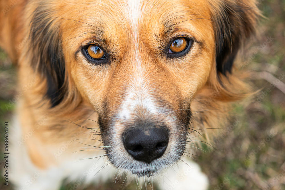 Portrait of cute dog looking at camera. Close-up of a cute dog. Justin krofohrländer dog portrait. Close-up dog portrait. Portrait of cute dog looking at camera. Close-up of a cute dog. Justin krofohrländer dog portrait. Close-up dog portrait.