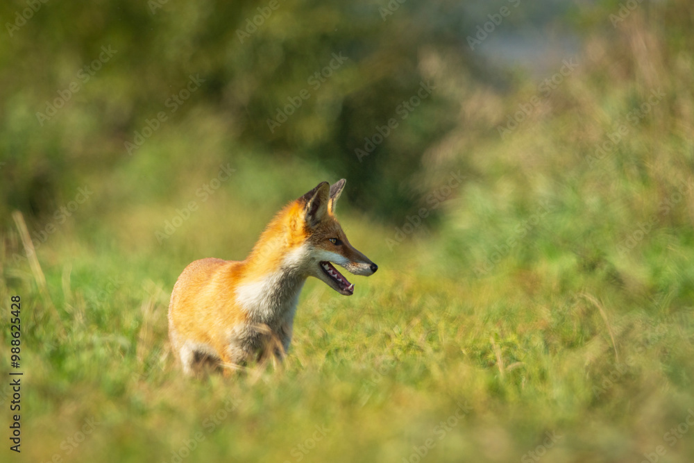 Fototapeta premium A fox standing in the grass looks to the side