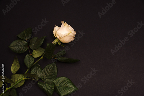 white rose on black background