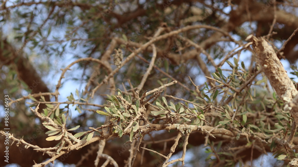 Argan Tree in Moroccan Landscape with Rough Bark and Arid Environment, Essential for Argan Oil Production, Argan Skincare, Argan Hair Oil, Argan Cosmetics, and Organic Argan Benefits
