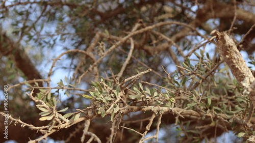 Argan Tree in Moroccan Landscape with Rough Bark and Arid Environment, Essential for Argan Oil Production, Argan Skincare, Argan Hair Oil, Argan Cosmetics, and Organic Argan Benefits 