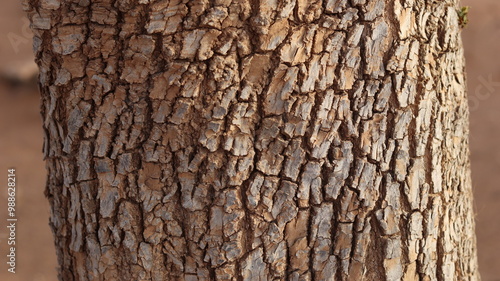 Argan Tree in Moroccan Landscape with Rough Bark and Arid Environment, Essential for Argan Oil Production, Argan Skincare, Argan Hair Oil, Argan Cosmetics, and Organic Argan Benefits 