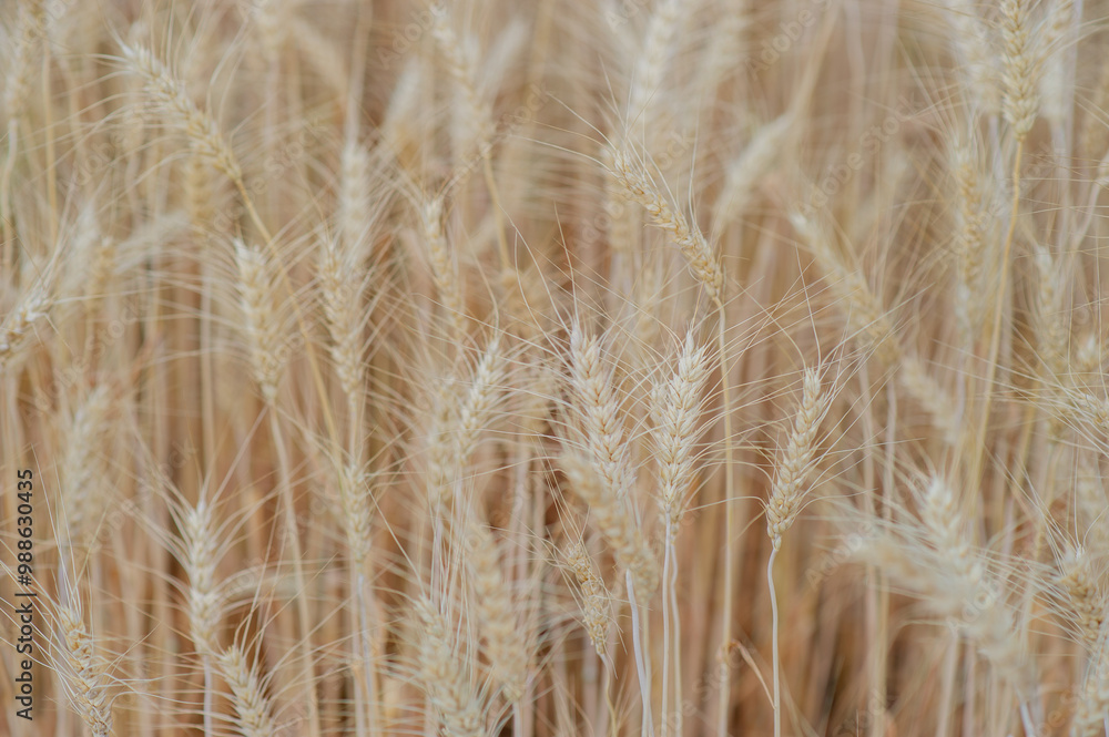 The farmers' fertile barley fields, rice fields, rice plots, organic farming, products waiting for the harvest season. The farmers' fertile barley fields, rice fields, rice plots, organic farming, products waiting for the harvest season.