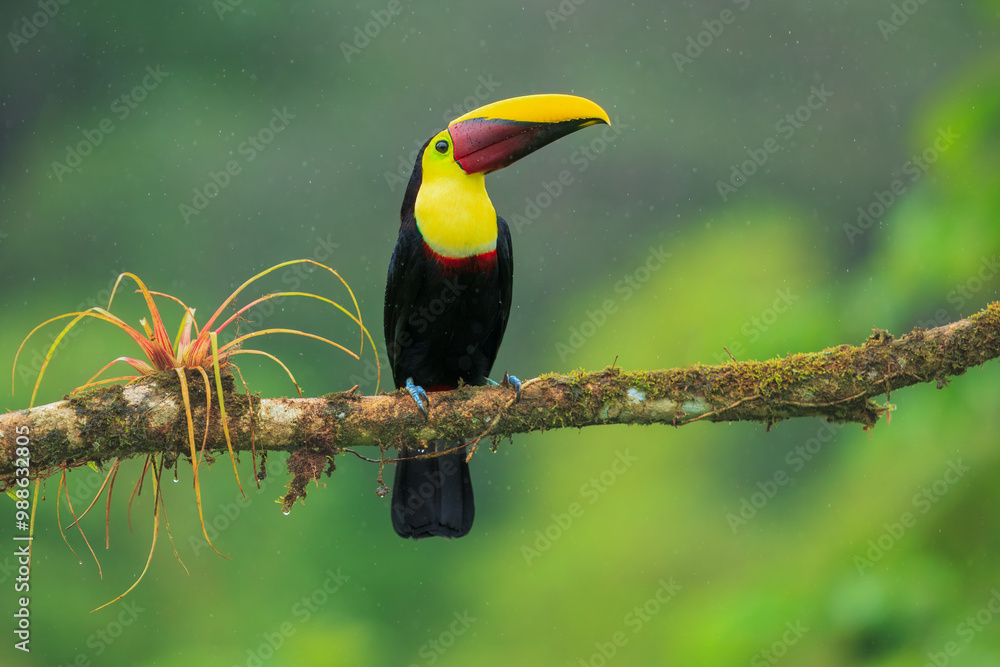 Fototapeta premium The yellow-throated toucan (Ramphastos ambiguus). Wildlife from Costa Rica, tropical bird. Toucan sitting on the branch in the forest, green vegetation. Nature travel holiday in central America. 