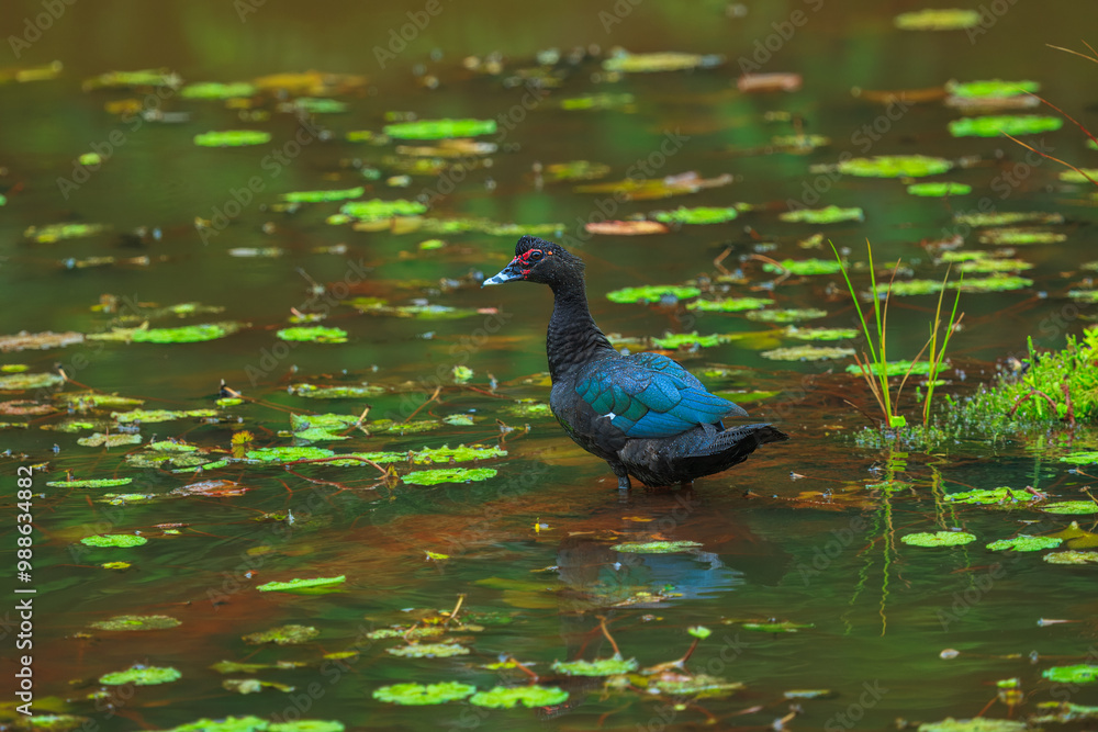 The Muscovy duck (Cairina moschata) is a large duck native to Mexico, Central, and South America. The Muscovy duck (Cairina moschata) is a large duck native to Mexico, Central, and South America.