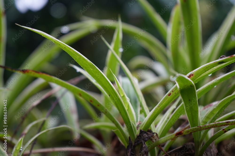 Obraz premium grass with dew drops