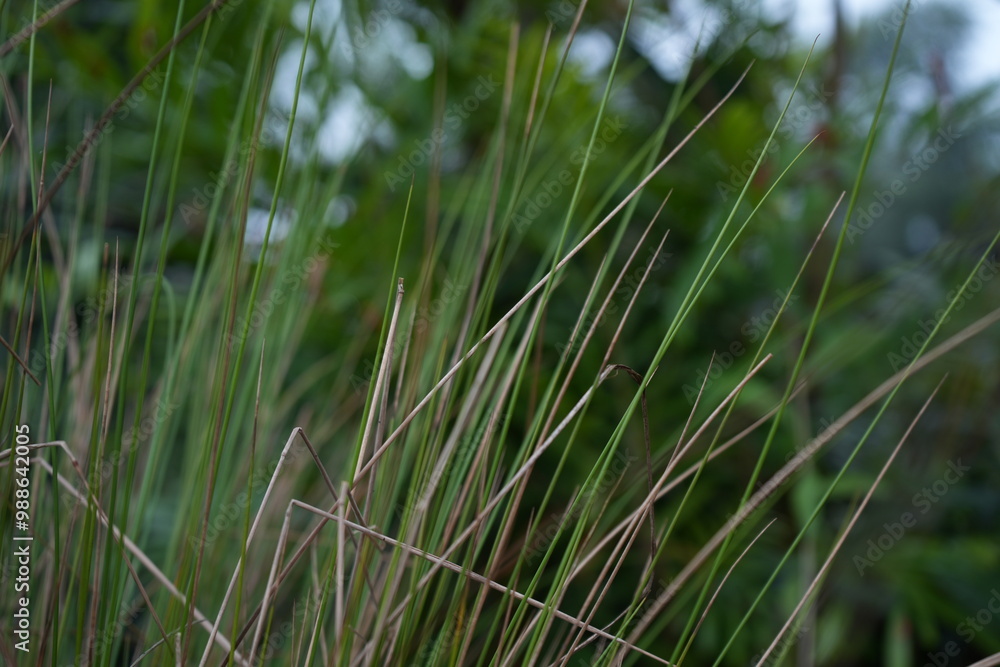 grass and water grass and water