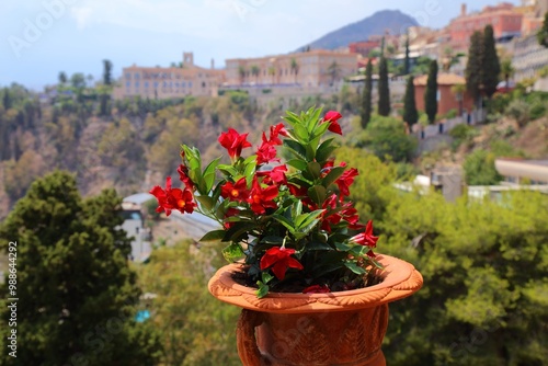 Rocktrumpet flowers in Taormina, Italy