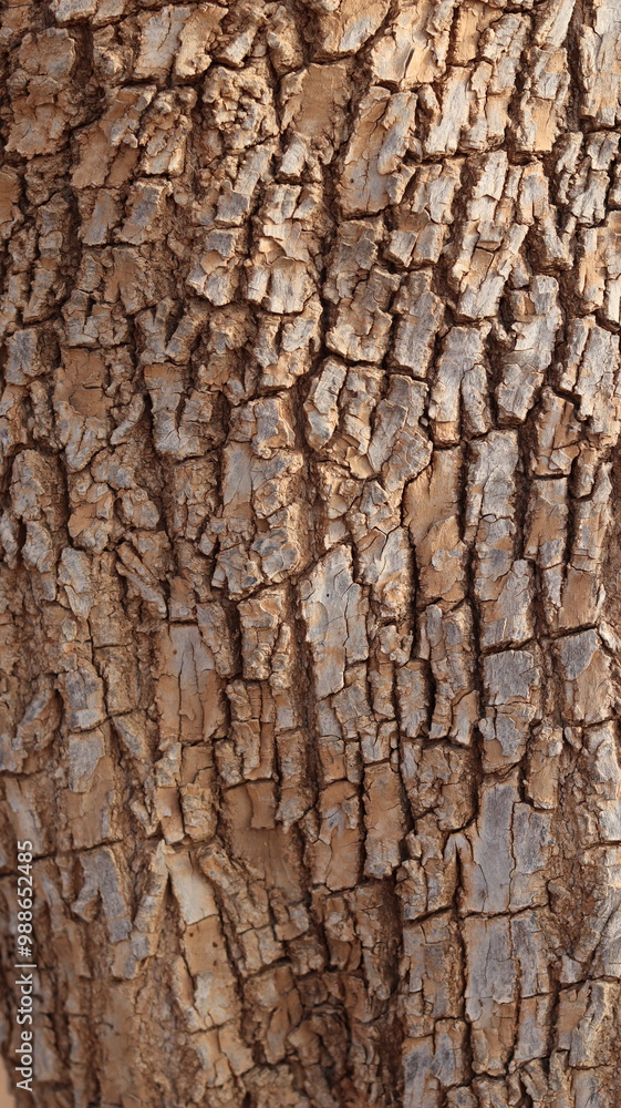 Argan Tree in Moroccan Landscape with Rough Bark and Arid Environment, Essential for Argan Oil Production, Argan Skincare, Argan Hair Oil, Argan Cosmetics, and Organic Argan Benefits
Argan Tree in Moroccan Landscape with Rough Bark and Arid Environment, Essential for Argan Oil Production, Argan Skincare, Argan Hair Oil, Argan Cosmetics, and Organic Argan Benefits