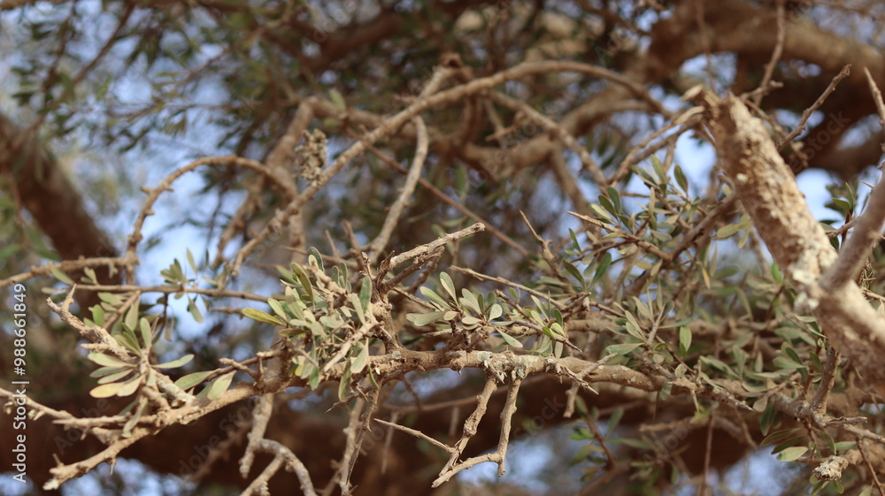 Argan Tree in Moroccan Landscape with Rough Bark and Arid Environment, Essential for Argan Oil Production, Argan Skincare, Argan Hair Oil, Argan Cosmetics, and Organic Argan Benefits
Argan Tree in Moroccan Landscape with Rough Bark and Arid Environment, Essential for Argan Oil Production, Argan Skincare, Argan Hair Oil, Argan Cosmetics, and Organic Argan Benefits