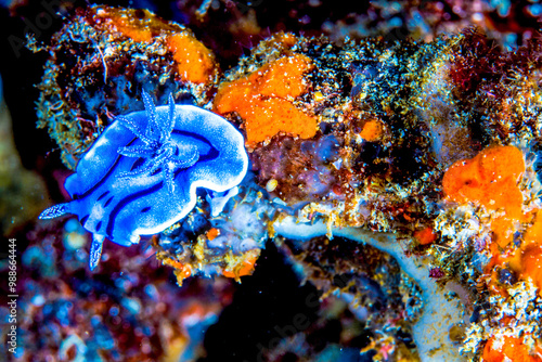 Dumaguete, Philippines - Diving and Undersea Life photo