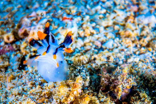 Dumaguete, Philippines - Diving and Undersea Life photo