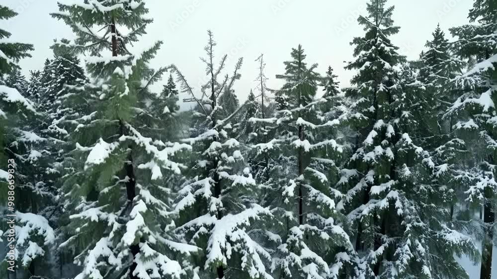 Flying high above a dense pine forest blanketed in fresh snow during the chilly winter season, capturing the serene beauty of nature below Flying high above a dense pine forest blanketed in fresh snow during the chilly winter season, capturing the serene beauty of nature below