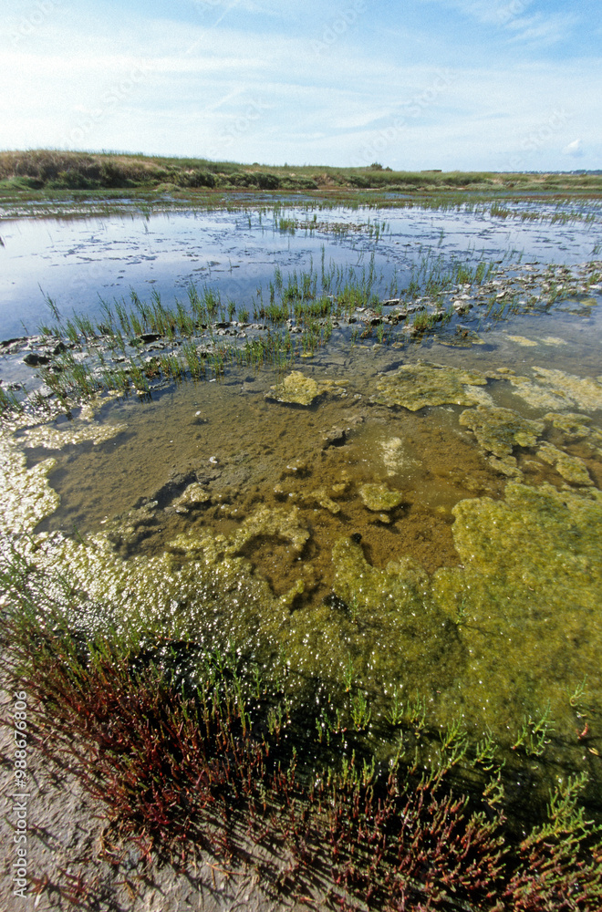 Marais salants, Salicorne, Limu Ruppie, Marais Salants de Guérande, région Pays de la Loire, Loire Atlantique, France Marais salants, Salicorne, Limu Ruppie, Marais Salants de Guérande, région Pays de la Loire, Loire Atlantique, France