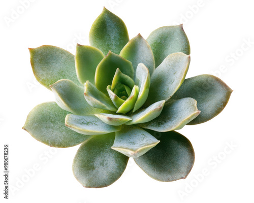 Succulent plant with green leaves isolated on white background. transparent background