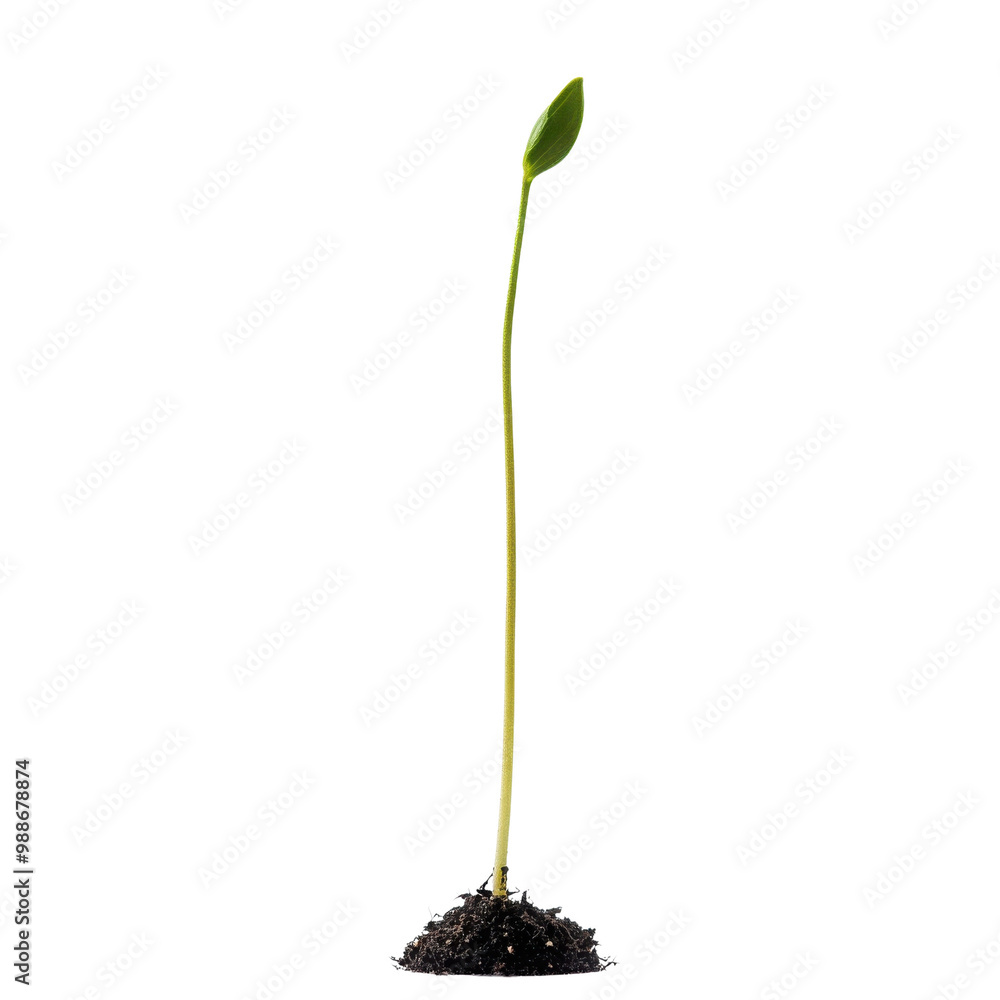 Young plant sprouting from soil on a white isolated background. transparent background Young plant sprouting from soil on a white isolated background. transparent background