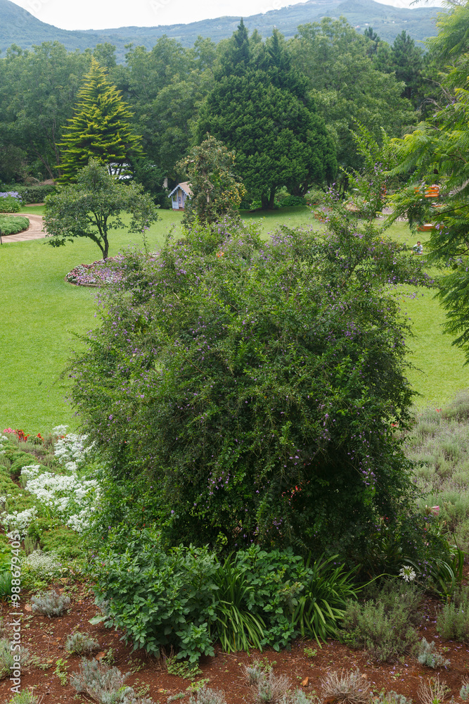 Obraz premium Le Jardin, lavender garden in Gramado, Serra Gaucha, Rio Grande do Sul, Brazil.