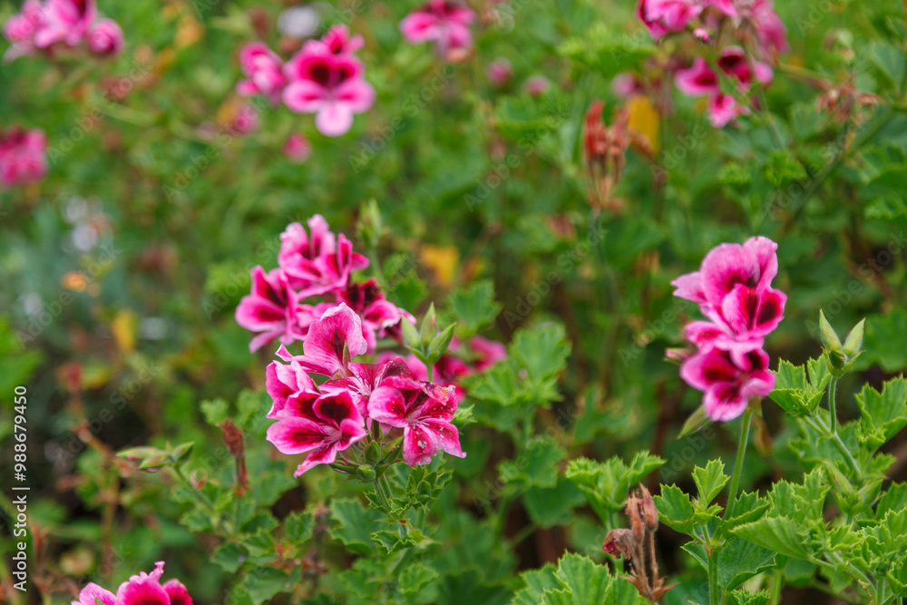 Pelargonium grandiflorum - purple pink ornamental flower at Le Jardin, lavender garden in Gramado, Serra Gaucha, Rio Grande do Sul, Brazil.