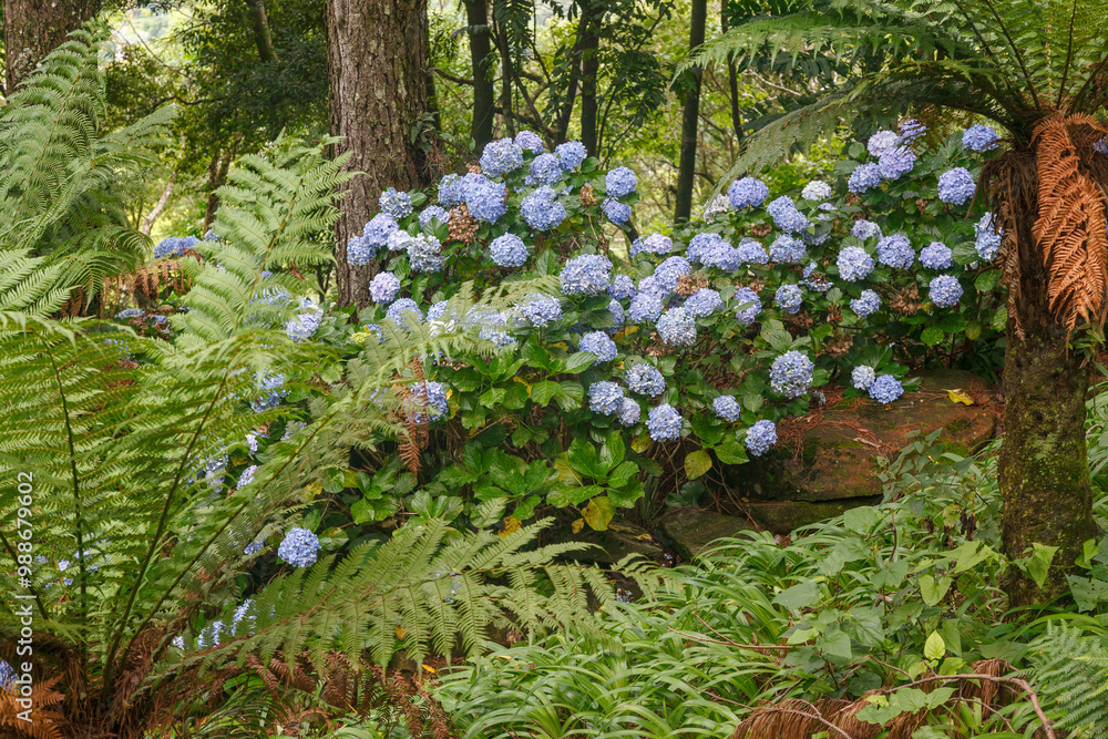 Le Jardin, lavender garden in Gramado, Serra Gaucha, Rio Grande do Sul, Brazil.