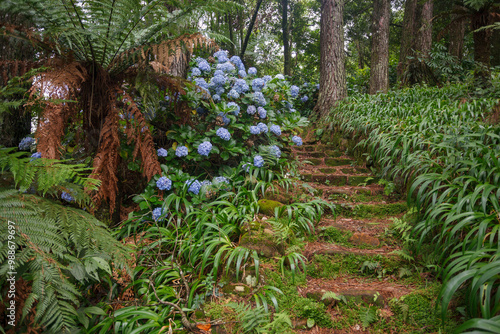 Obraz na płótnie Le Jardin, lavender garden in Gramado, Serra Gaucha, Rio Grande do Sul, Brazil. w salonie