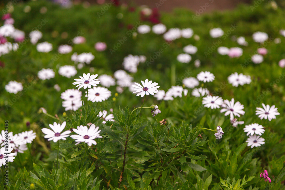 Daisies at Le Jardin, lavender garden in Gramado, Serra Gaucha, Rio Grande do Sul, Brazil.